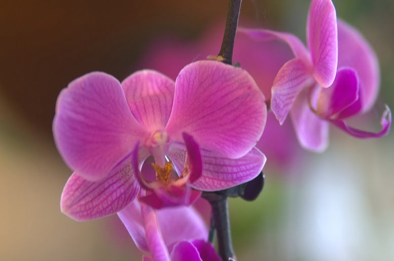 Orquídea Phalaenopsis - Foto 2