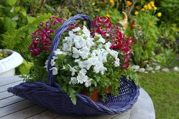 Canastas Flores